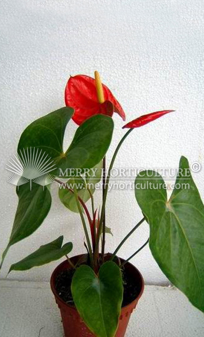 Anthurium tropical